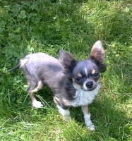 /album/vasi-nasi-psi-/fanousek-z-mostu-jpg-jpg/